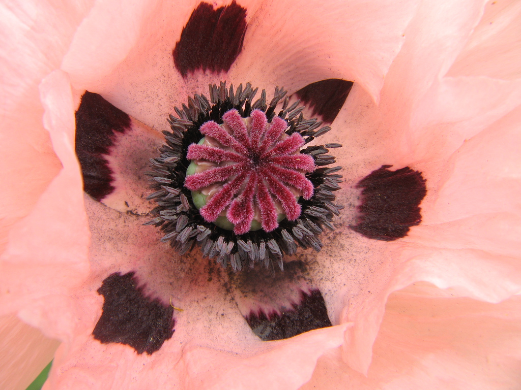 Oriental poppy